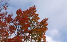 Red Aspen Leaves