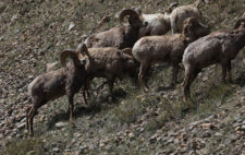 Big Horn Sheep Herd
