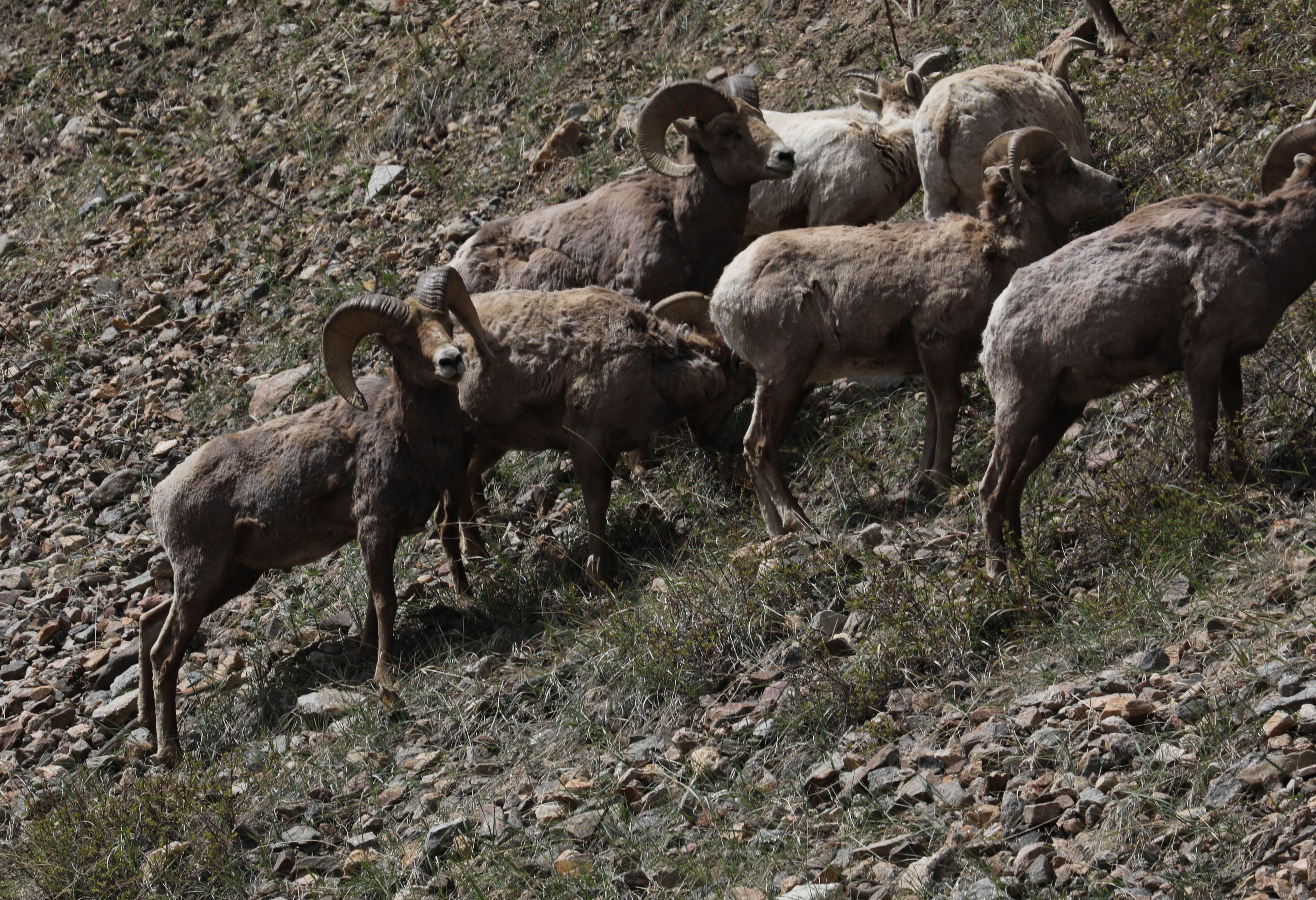 Big Horn Sheep Herd