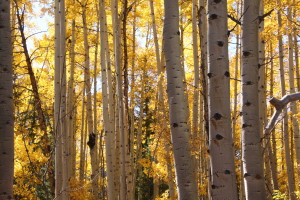 Doe Creek aspen trunks
