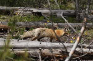 Adult Red Fox