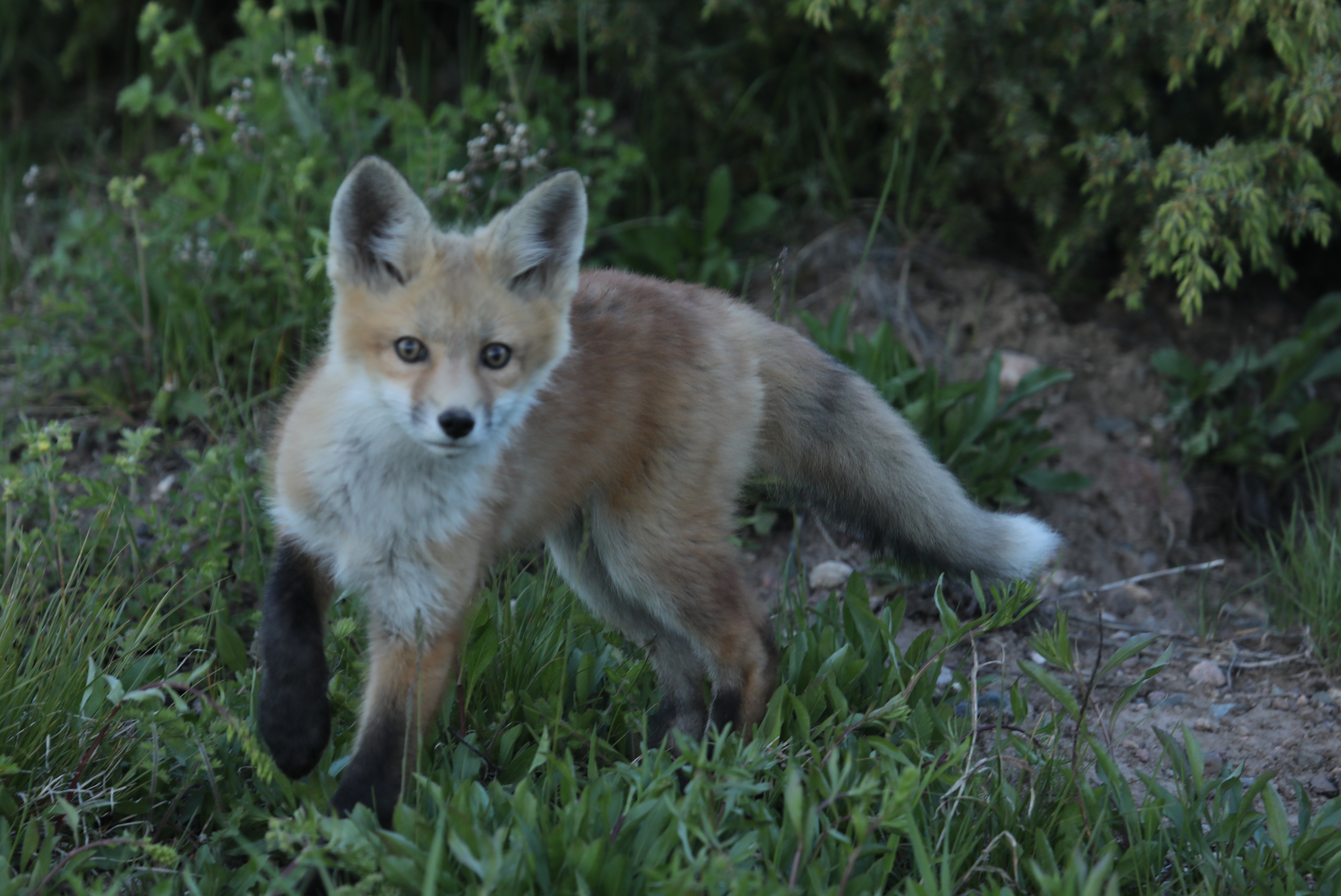 Red Fox Cub on the move